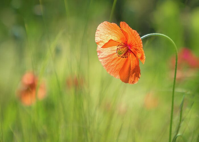 Poppy Greeting Card featuring the photograph Kissed By Sun by Elvira Peretsman