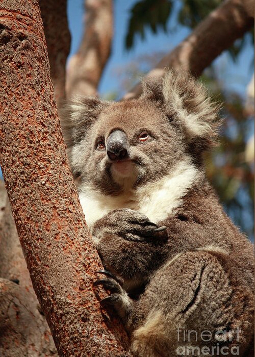 Animal Greeting Card featuring the photograph Koala by Elaine Teague