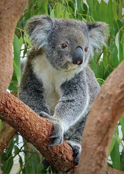 Koala Greeting Card featuring the photograph Koala by Sarah Lilja