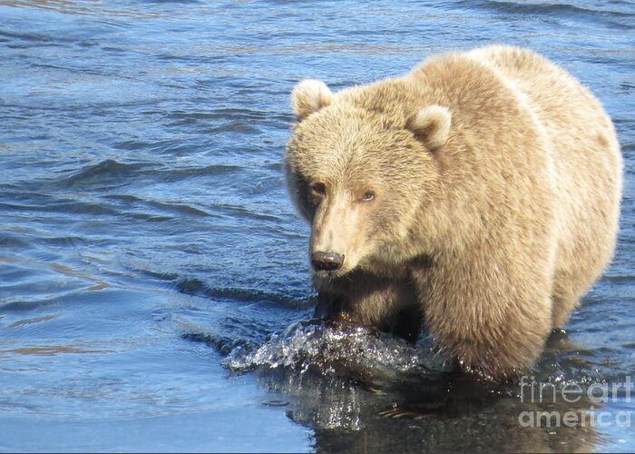 Action Greeting Card featuring the photograph Kodiak Bear by World Reflections By Sharon