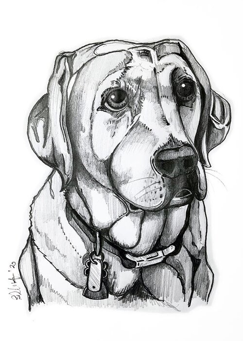 Labrador Greeting Card featuring the drawing Labrador by Creative Spirit