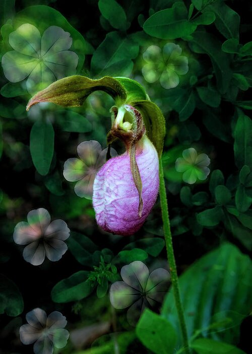 Mountains Greeting Card featuring the photograph Lady Slipper Woodlands by Debra and Dave Vanderlaan