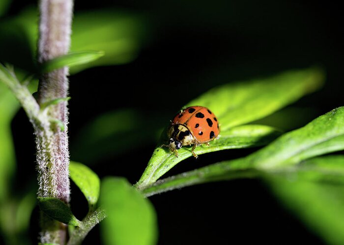 Animals Greeting Card featuring the photograph Ladybug - Nature Photography by Amelia Pearn