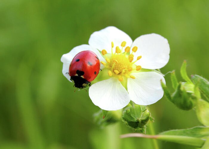 Ladybug Greeting Card featuring the photograph Ladybug On White Flower Macro by Mikhail Kokhanchikov
