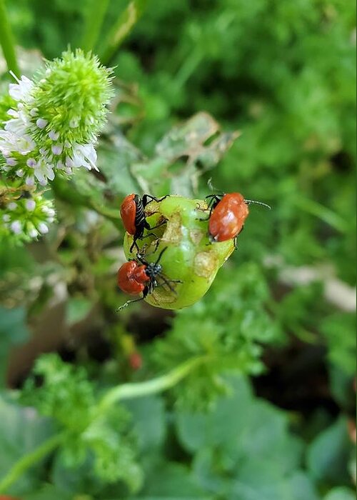 Ladybugs Greeting Card featuring the photograph LadyBugs Feeding by Stacie Siemsen