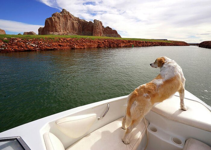 Dog In Boat Greeting Card featuring the photograph Lake Powell Dog in Boat by Rick Wilking