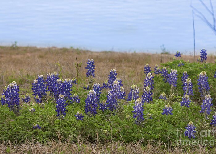 Landscape Greeting Card featuring the photograph Lake Travis and Bluebonnets by Kelly Kitchens