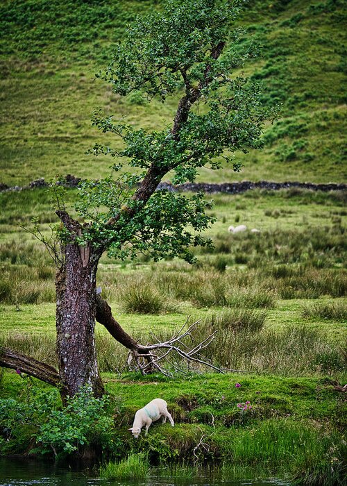 Scotland Greeting Card featuring the photograph Lamb by the River - Scotland by Stuart Litoff