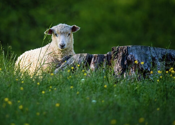 Lamb Greeting Card featuring the photograph Lamb in a Meadow by Rachel Morrison
