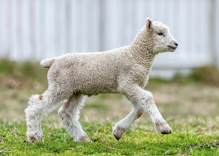 Sheep Greeting Card featuring the photograph Lamb Running by Lara Morrison