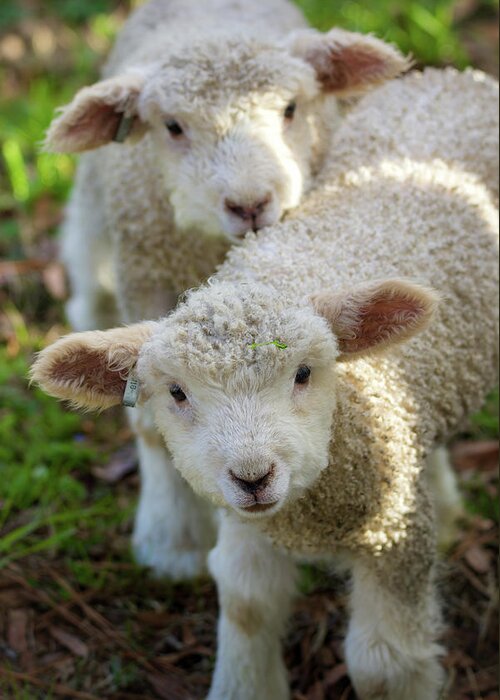 Lamb Greeting Card featuring the photograph Lambs by Rachel Morrison