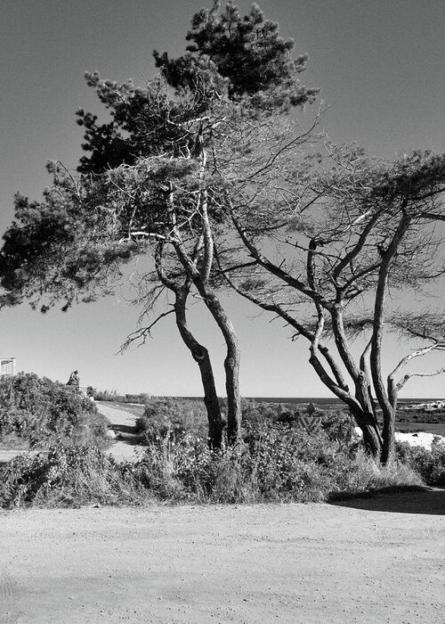 Tree Greeting Card featuring the photograph Lands End BW by Robert McCulloch