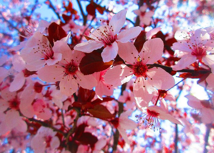 Plum Blossoms Greeting Card featuring the photograph Last of Your Springs 2021 001 by Michael Genevro