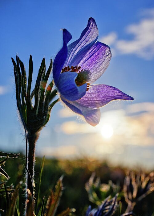 Prairie Crocus Greeting Card featuring the photograph Late Bloomer - a very late-blooming prairie crocus on a ND coulee hill pasture by Peter Herman