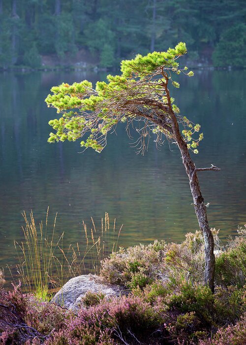 Pine Tree Greeting Card featuring the photograph Late summer light beside Loch An Eilein by Anita Nicholson