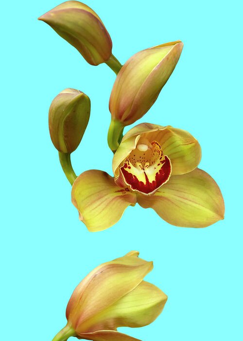 Photosbycate.com Greeting Card featuring the photograph Laughing Orchid by Cate Franklyn