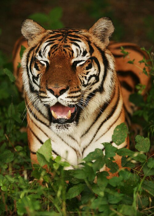 Tiger Greeting Card featuring the photograph Laughing Tiger by Brad Barton