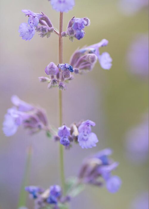 Macro Greeting Card featuring the photograph Lavendar Dream by Laura Macky