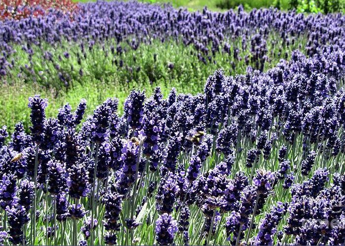 Lavender Greeting Card featuring the photograph Lavender and Bees by Wendy Golden