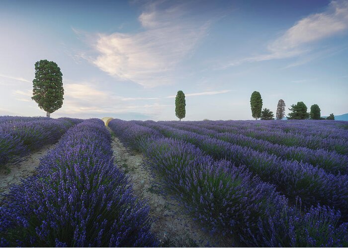 Lavender Greeting Card featuring the photograph Lavender fields and trees. Orciano, Tuscany by Stefano Orazzini