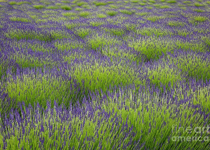 Photography Greeting Card featuring the photograph Lavender Fields Forever by Erin Marie Davis