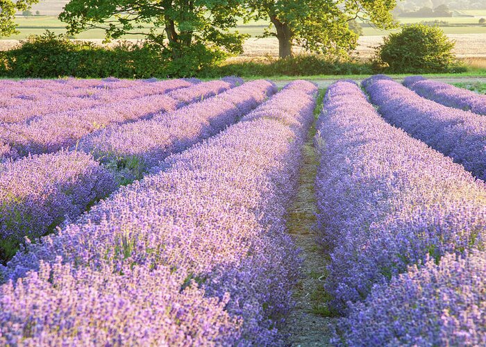 Lavender Greeting Card featuring the photograph Lavender fields by Ian Middleton