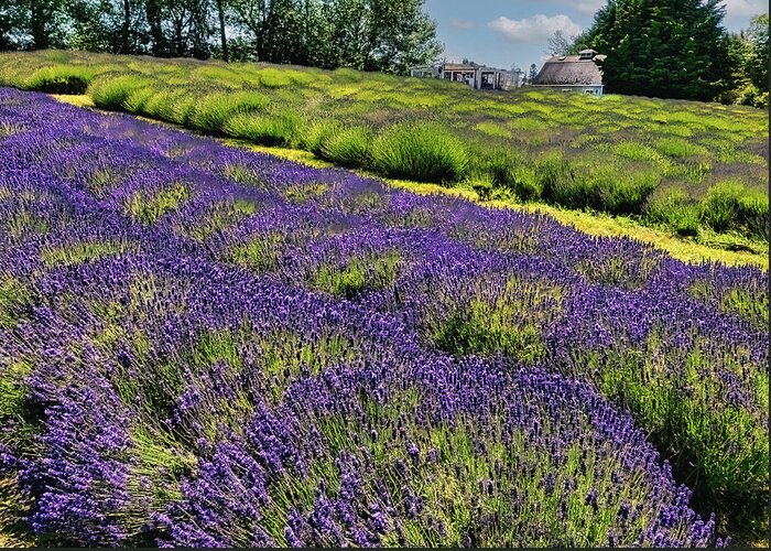 Lavender Greeting Card featuring the photograph Lavender Fields by Jerry Cahill