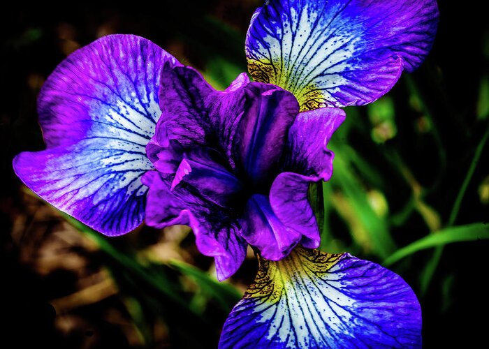 Lavender Queen Siberian Iris Greeting Card featuring the photograph Lavender Queen Siberian Iris by David Patterson