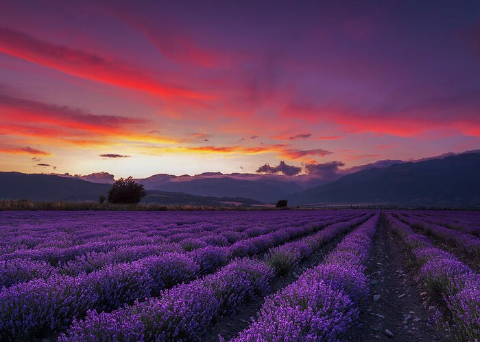 Dusk Greeting Card featuring the photograph Lavender Season by Evgeni Dinev