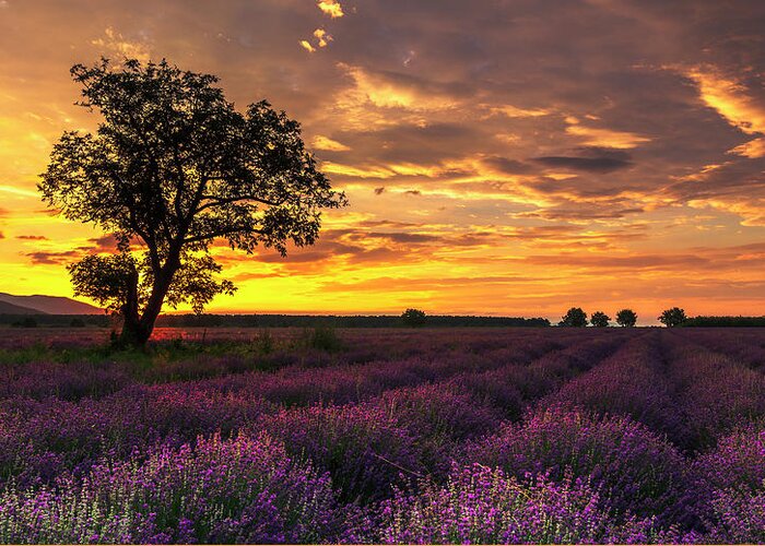 Bulgaria Greeting Card featuring the photograph Lavender Sunrise by Evgeni Dinev