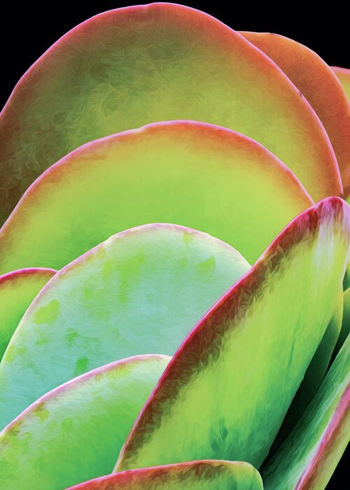 Succulent Greeting Card featuring the photograph Layeres Of Succulent Plant Leaves by Gary Slawsky