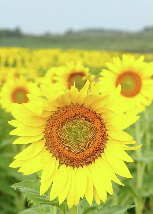Sunflower Greeting Card featuring the photograph Leader Of The Pack by Lens Art Photography By Larry Trager