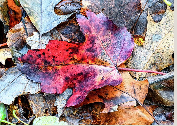 Fall Greeting Card featuring the photograph Leaf Carpet by Steven Nelson