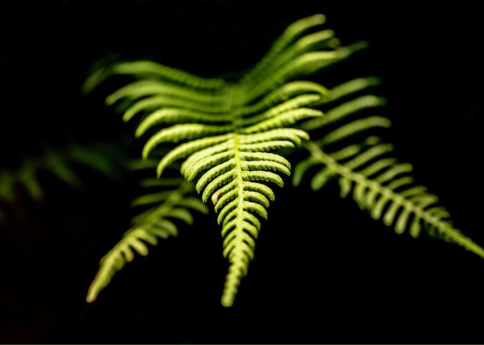 Plant Greeting Card featuring the photograph Leaf of a fern by MPhotographer