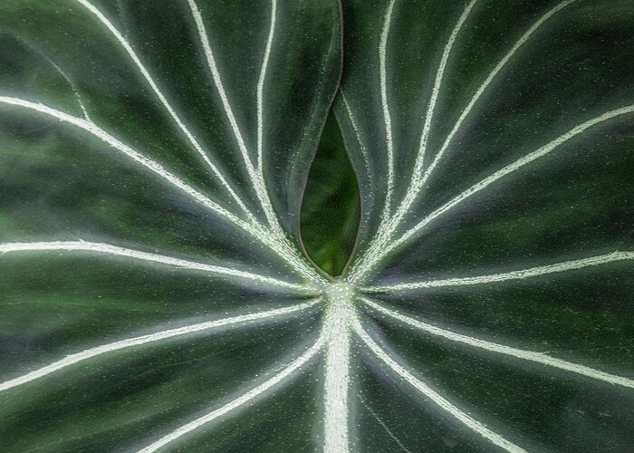 Leaf Vein Detail Greeting Card featuring the photograph Leaf vein detail by Donald Kinney