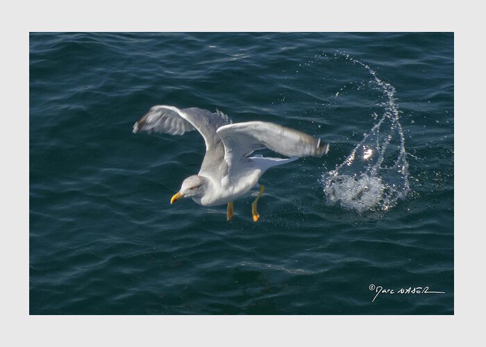 Marc Nader Photo Art Greeting Card featuring the photograph Leap Of The Seagull by Marc Nader