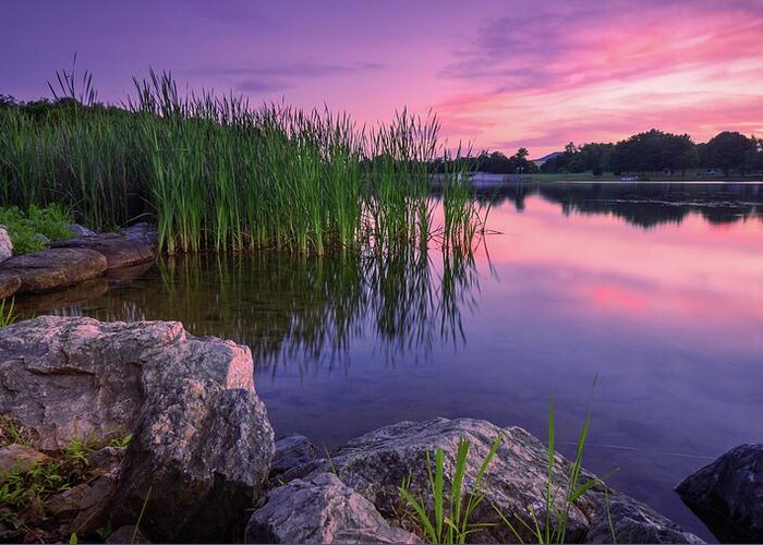 Leaser Greeting Card featuring the photograph Leaser Lake Shoreside Reed Sunset by Jason Fink