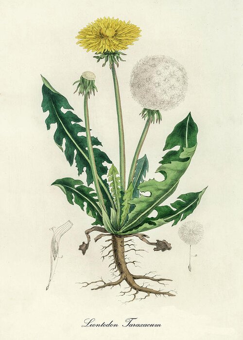 Leontodon Taraxacuma Greeting Card featuring the digital art Leontodon Taraxacuma - Dandelion - Medical Botany - Vintage Botanical Illustration by Studio Grafiikka