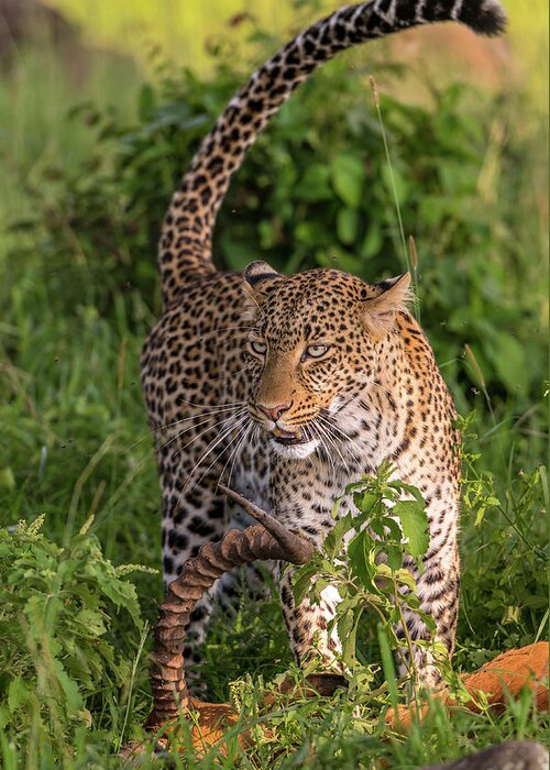 Africa Greeting Card featuring the photograph Leopard Over Kill by Eric Albright
