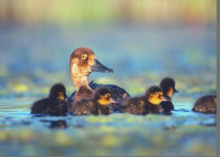 Tim Fitzharris Greeting Card featuring the photograph Lesser Scaup Hen with Young by Tim Fitzharris