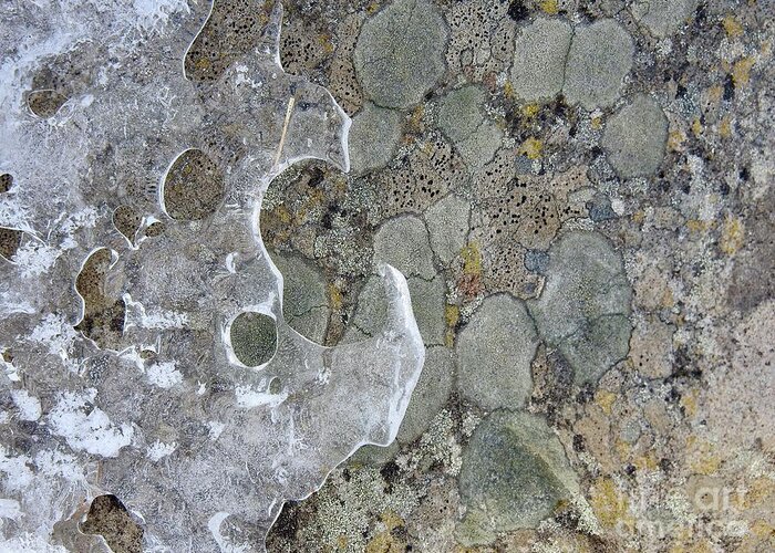 Lichen Greeting Card featuring the photograph Lichen and Ice by Nicola Finch
