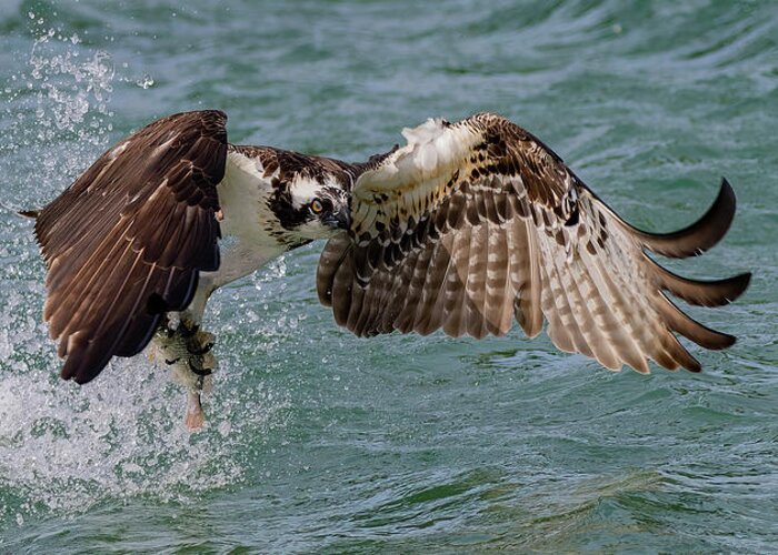 Osprey Greeting Card featuring the photograph Lift Objective by RD Allen