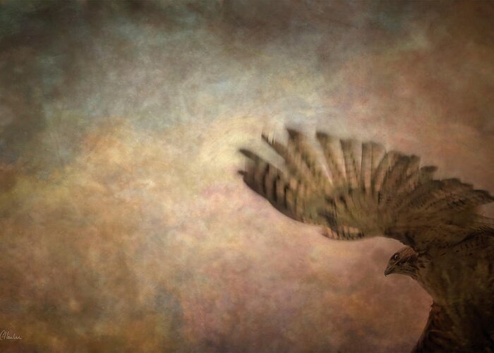 Hawk Greeting Card featuring the photograph Lift Off by Christine Hauber