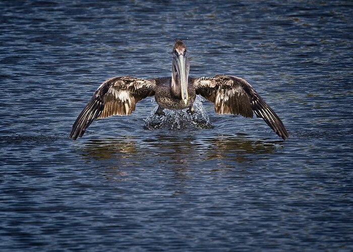Brown Pelican Greeting Card featuring the photograph Liftoff by Ronald Lutz