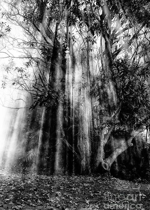 Fall Greeting Card featuring the photograph Light beams through tree in monochrome by Sheila Smart Fine Art Photography