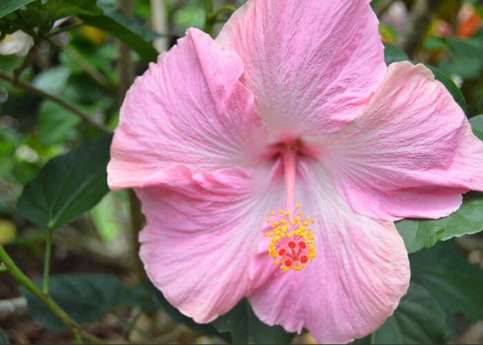 Flower Greeting Card featuring the photograph Light Pink Hibiscus 2 by Amy Fose