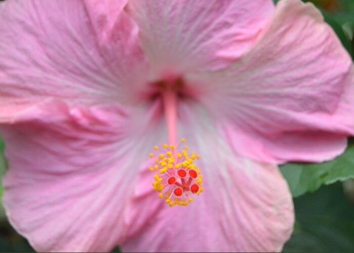 Flower Greeting Card featuring the photograph Light Pink Hibiscus 3 by Amy Fose