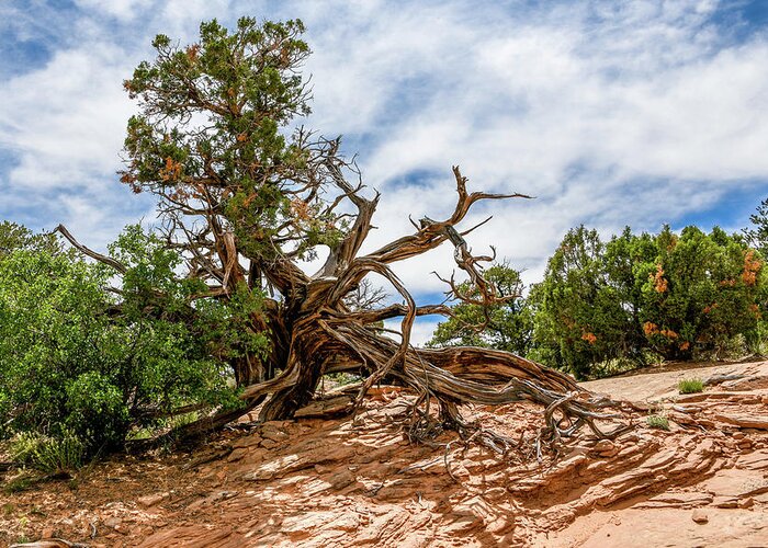 Desert Trees Greeting Card featuring the photograph Lightning Struck Juniper Tree by Anthony Sacco