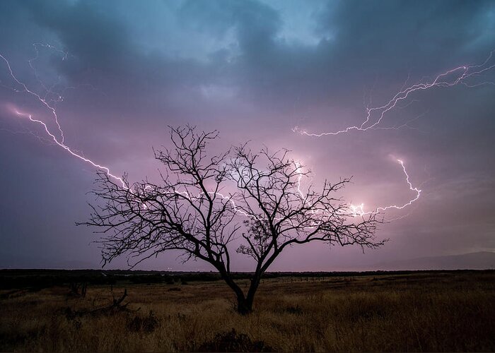 Storm Greeting Card featuring the photograph Lightning Tree by Wesley Aston