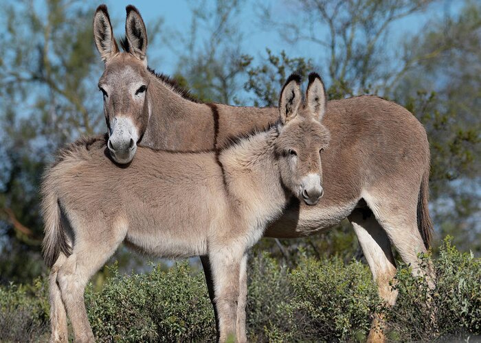 Wild Burros Greeting Card featuring the photograph Like Mom by Mary Hone